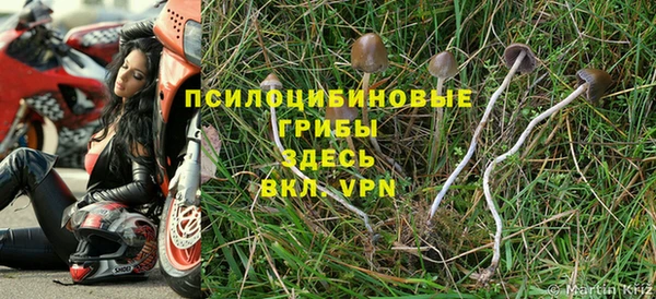 прущие грибы Корсаков