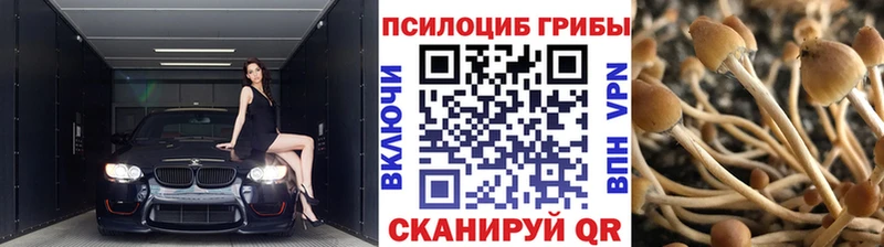 Купить где  Шиханы  Псилоцибиновые грибы мицелий 